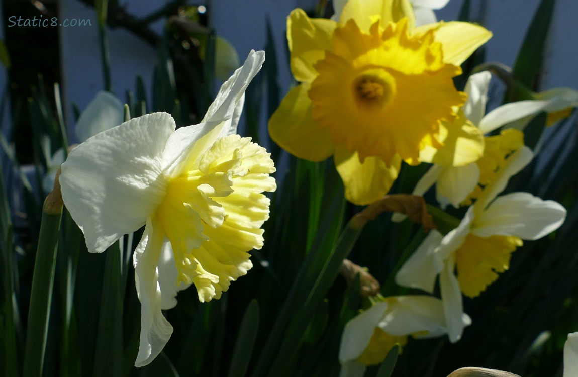 Daffodil blooms catching the light in a shady spot