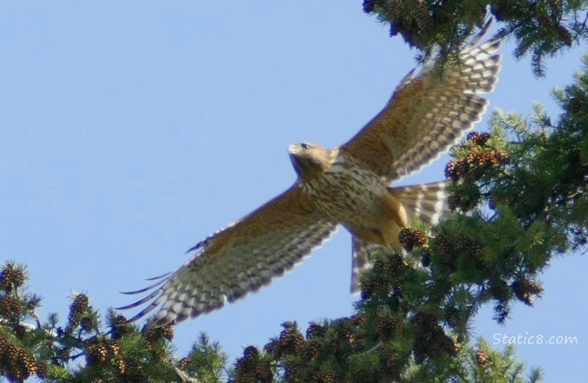 Cooper Hawk taking off from a fir tree
