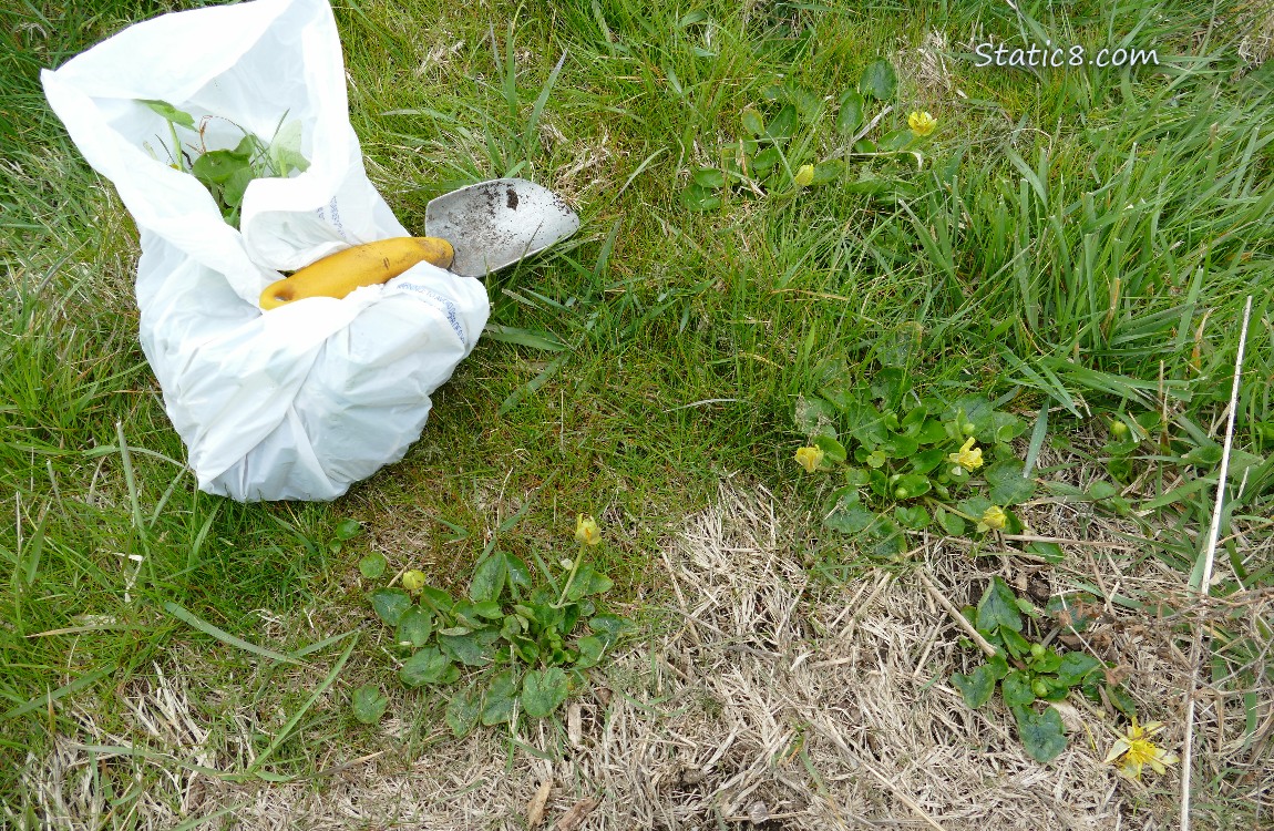 Small white garbage bag next to a hand spade in the grass