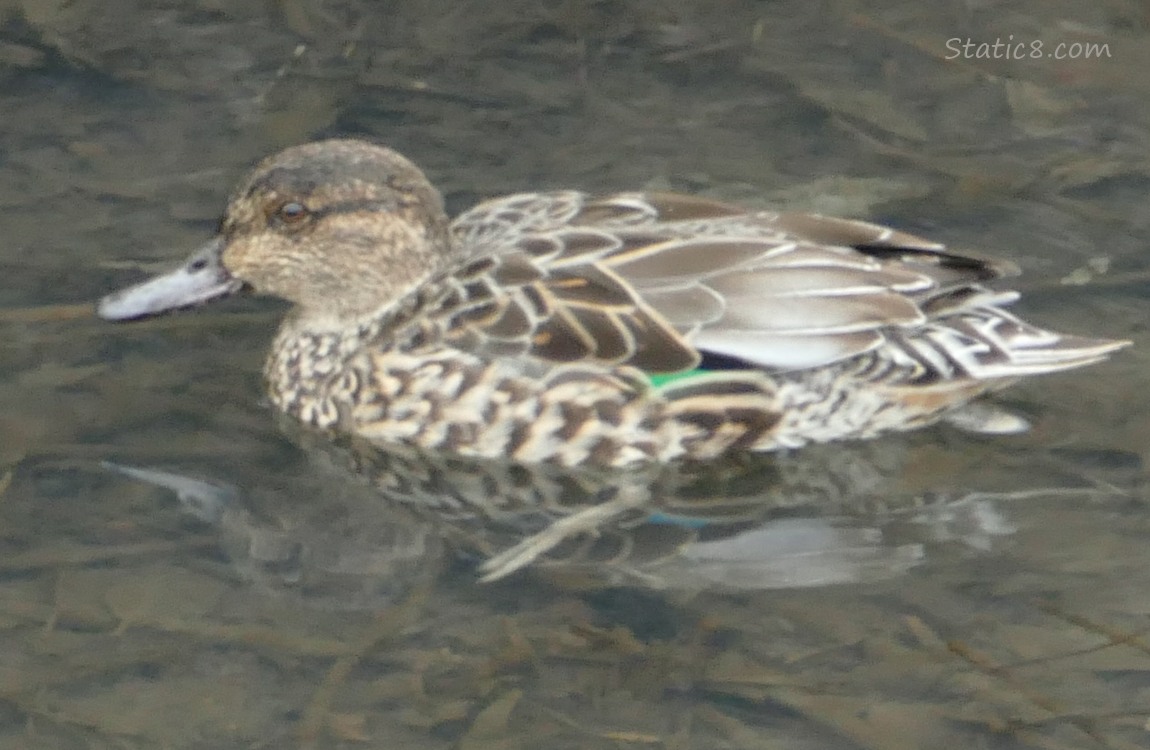 Female Green Wing Teal paddling in the water