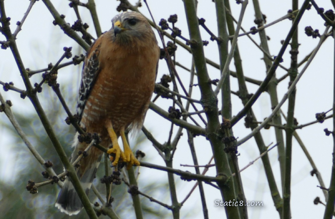 Red Shoulder Hawk standing in a winter bare tree