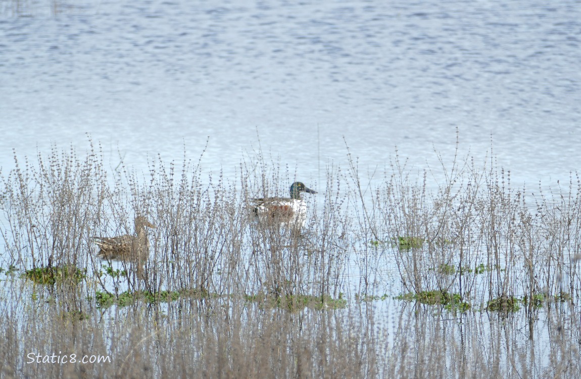 Northern Shovelers paddling on water behind reeds