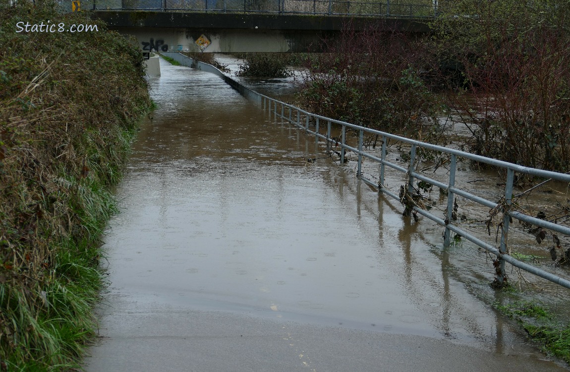 Bike path flooded from the creek
