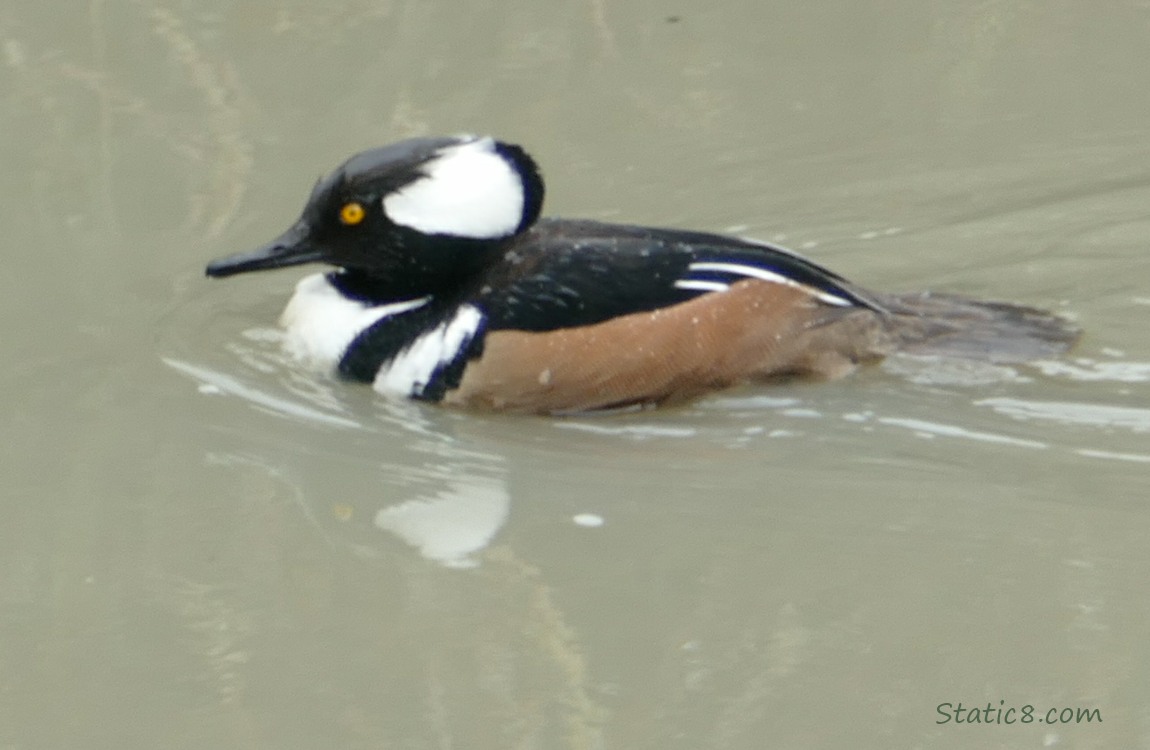 Male Hooded Merganser paddling on the water