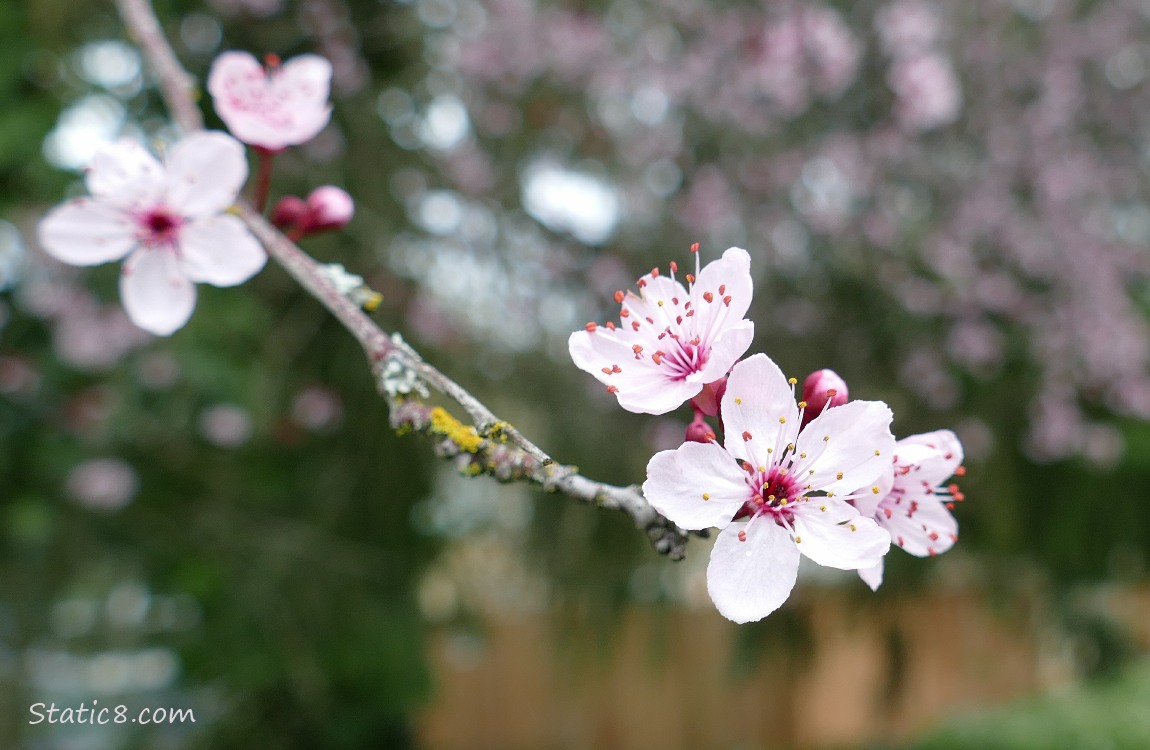 Cherry Blossoms