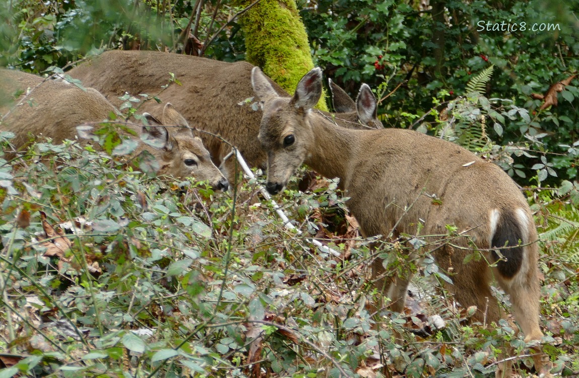 Three deers in the forest
