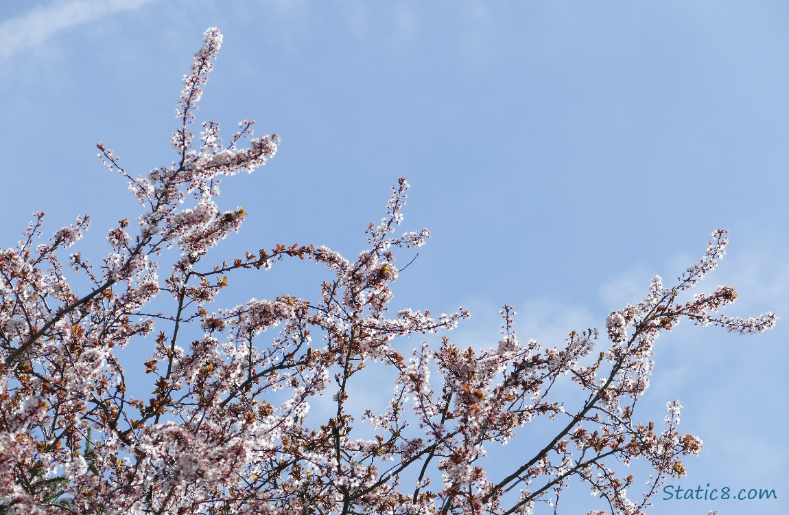Looking up at a blooming cherry tree with the blue sky