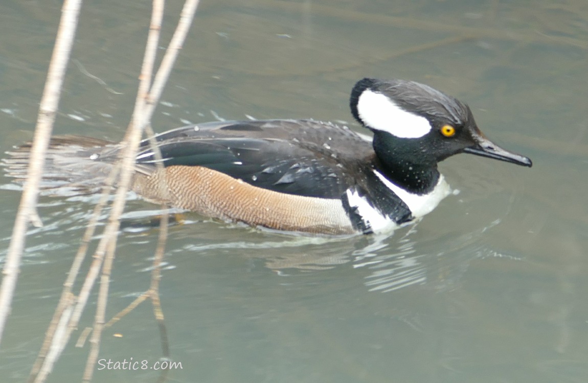 Male Hooded Merganser paddling on the water