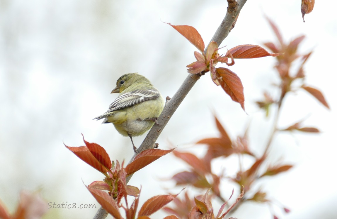 Lesser Goldfinch perched on a twig thats budding out with leaves