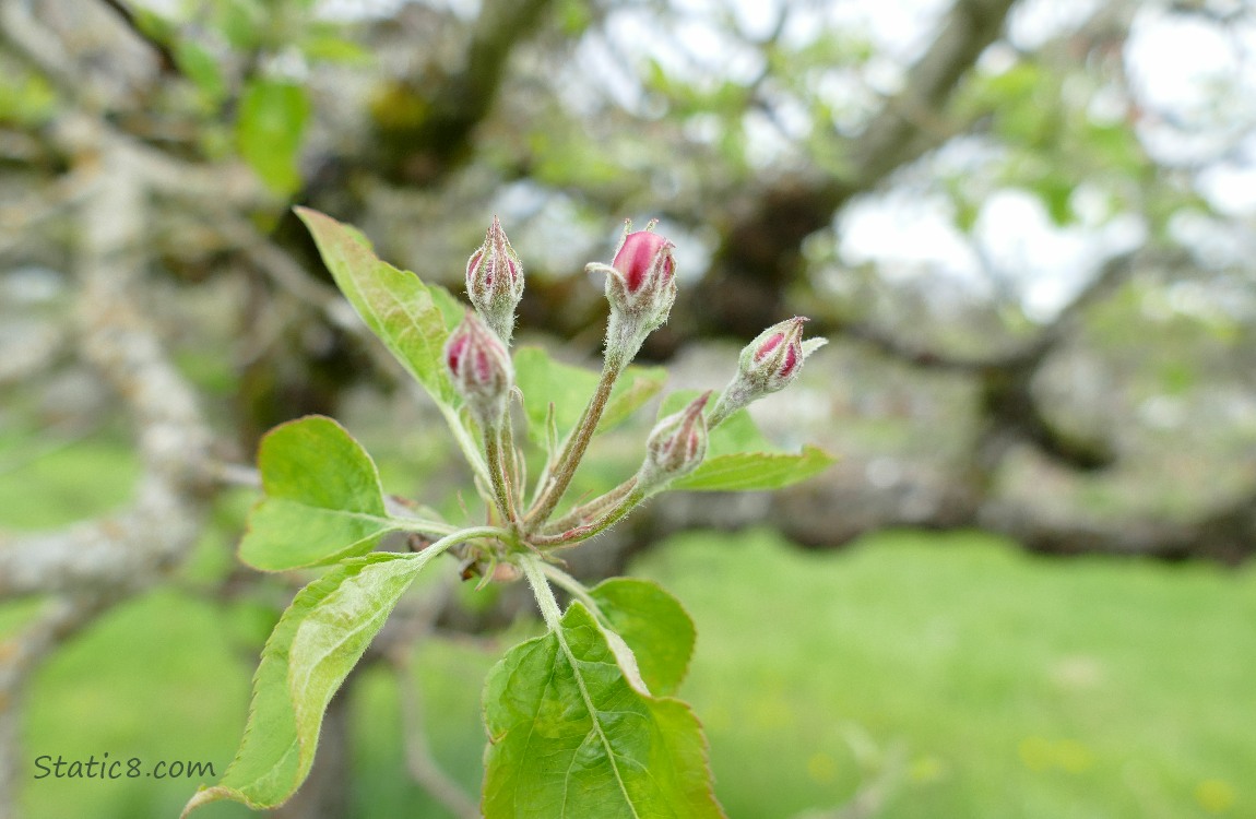 Closed up Apple blossoms with tree branches in the background