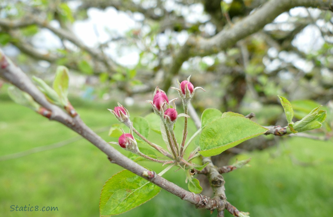 Closed up Apple blossoms with tree branches in the background