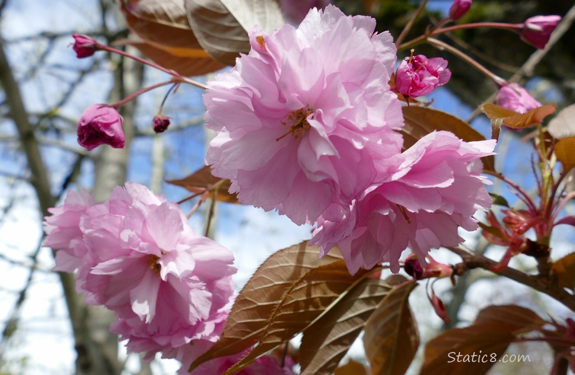 Pink double petal Cherry blossoms
