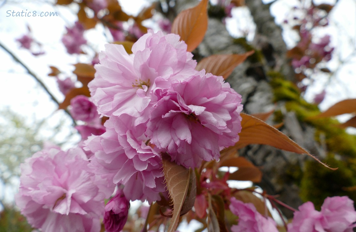 Pink, double petal cherry blossoms with the grey sky