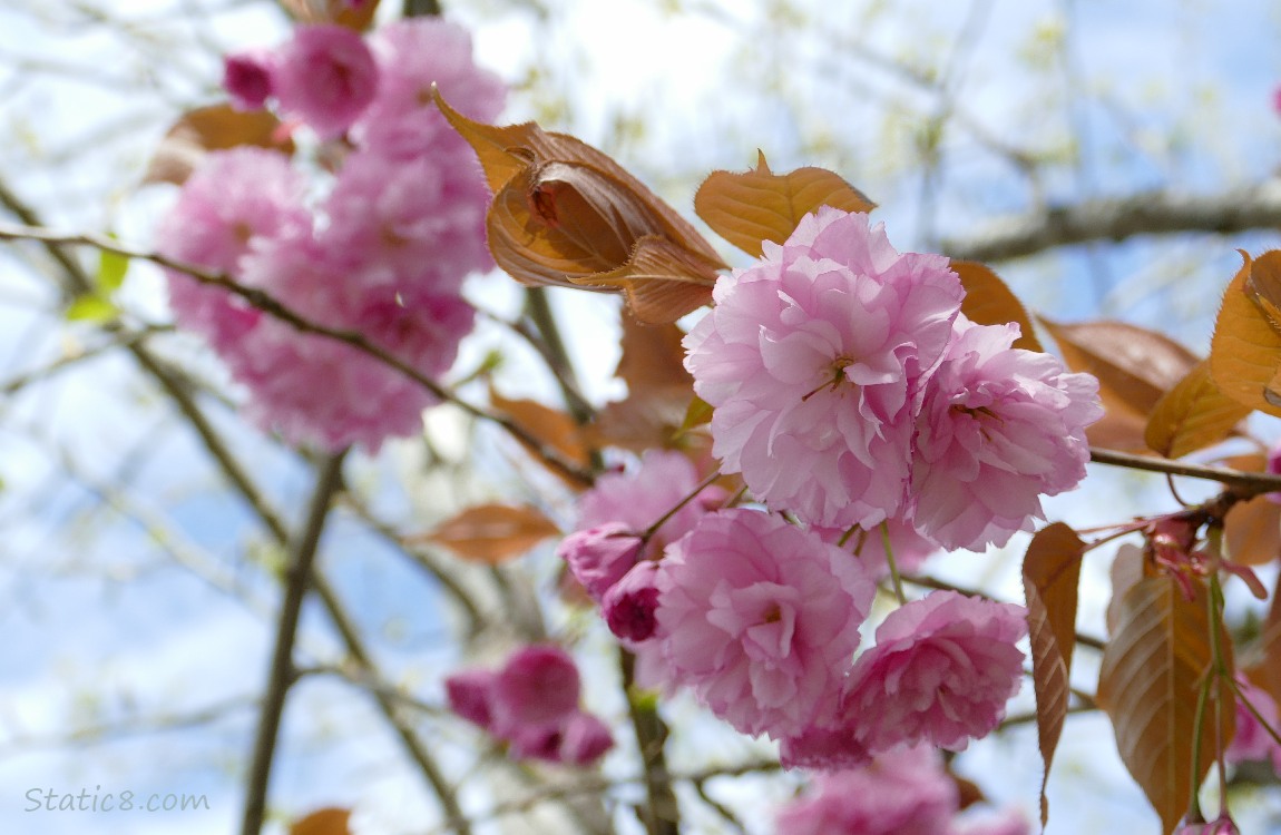 Pink double petal cherry blossoms