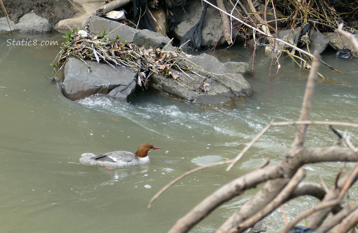 Female Common Merganser paddling on the water past rocks along the bank