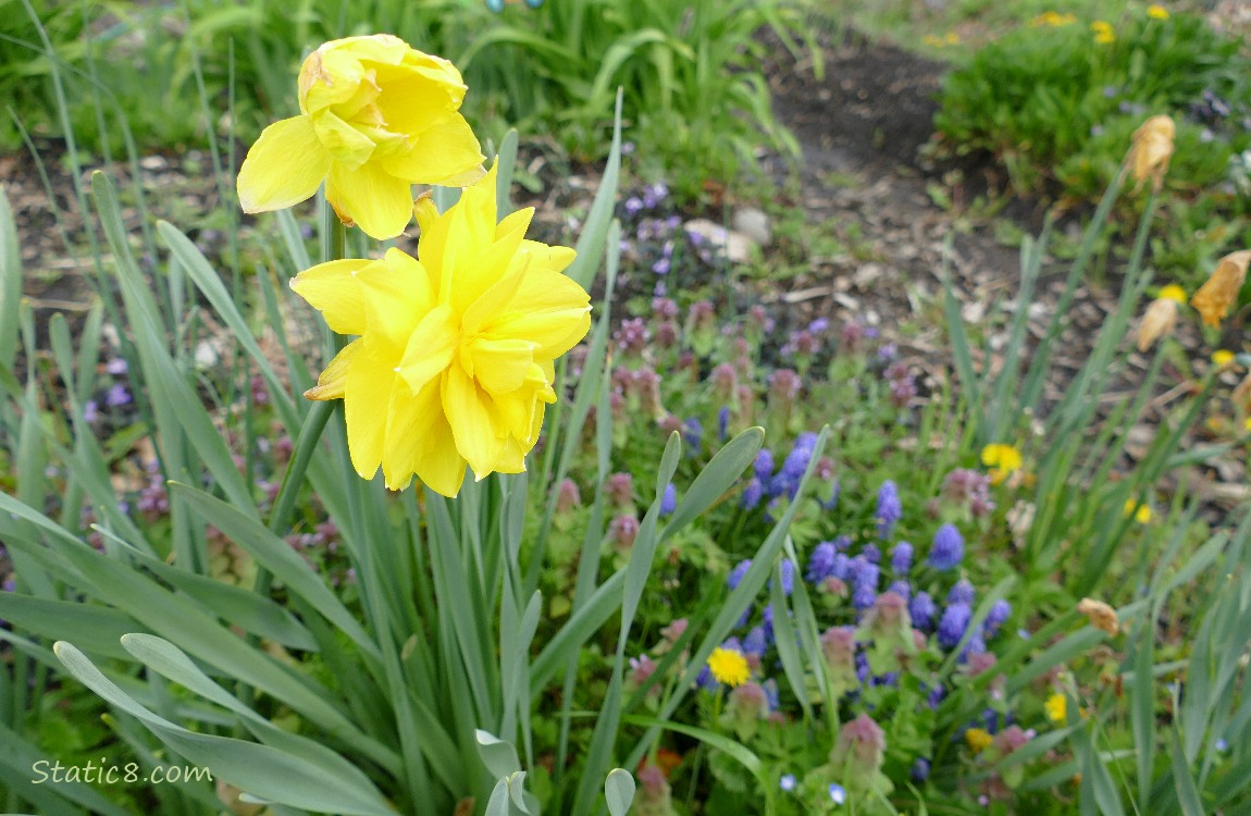 Looking down at daffodils with Grape Hyacinths and Dead Nettle