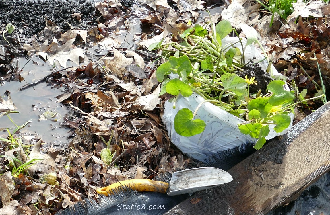 White trash bag full of plants, on the ground with puddles and a hand spade