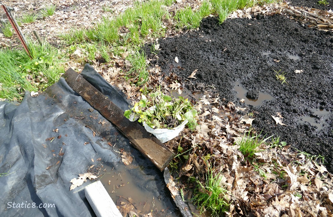 Garden plot with a trash bag full of plants