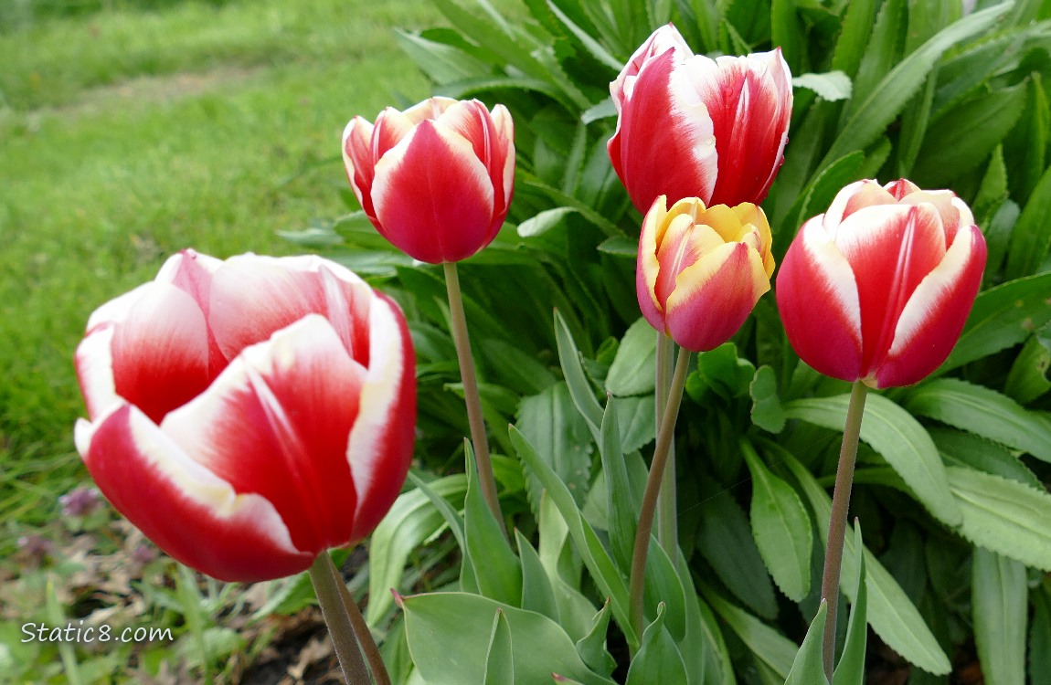Tulip blooms in red and white, with one yellow and red bloom