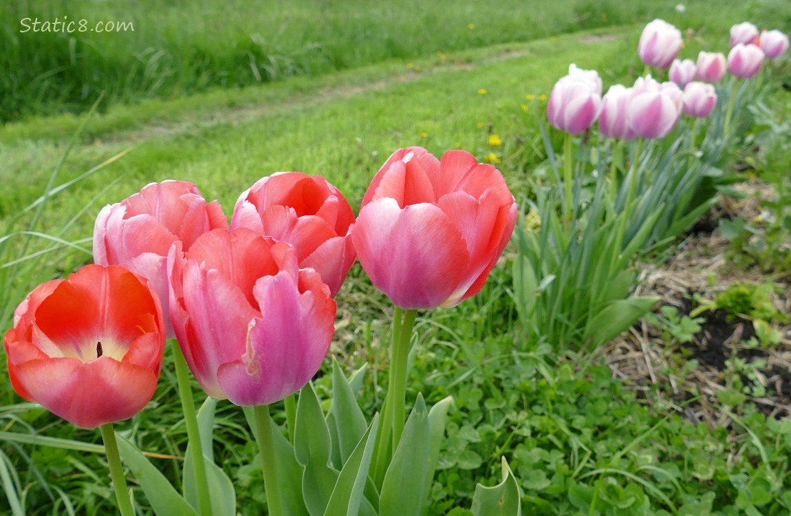 Red Tulip blooms and pink and white blooms on the right