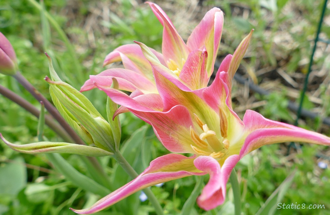 Pink Tulips