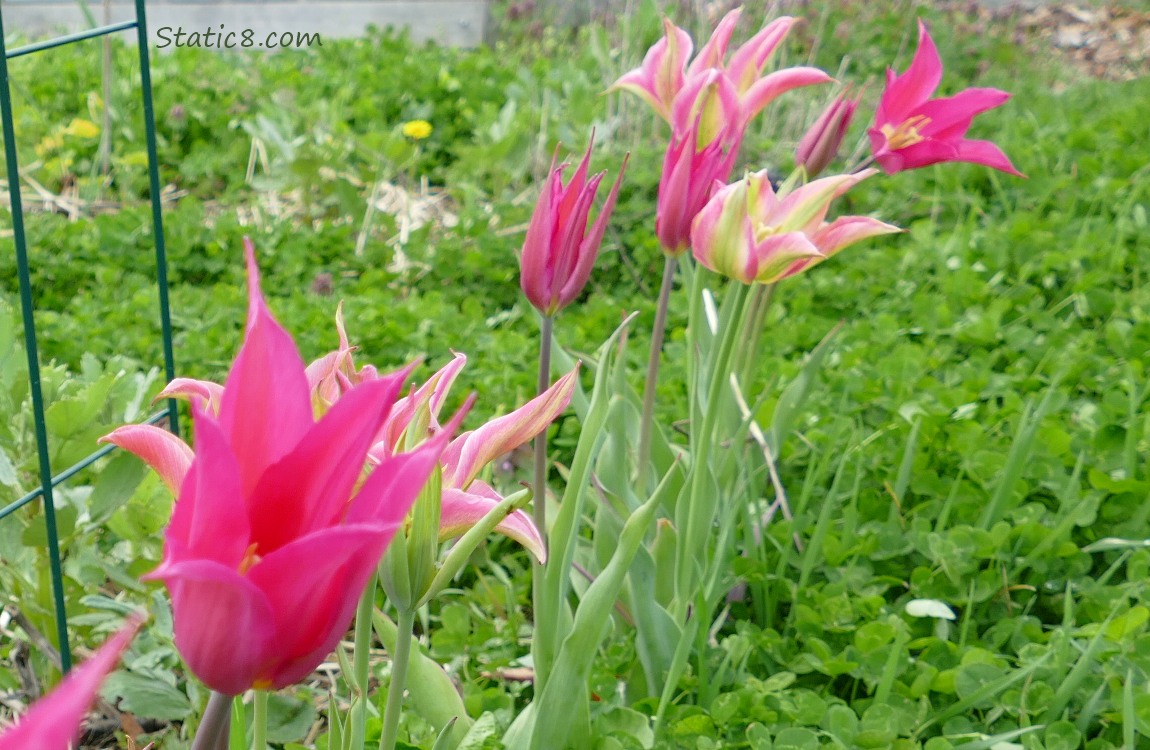 Hot pink Tulip blooms