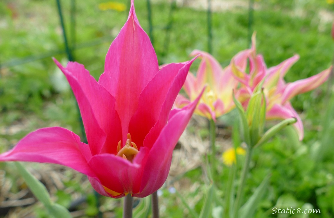 Hot pink Tulip bloom with pink and yellow blooms in the background