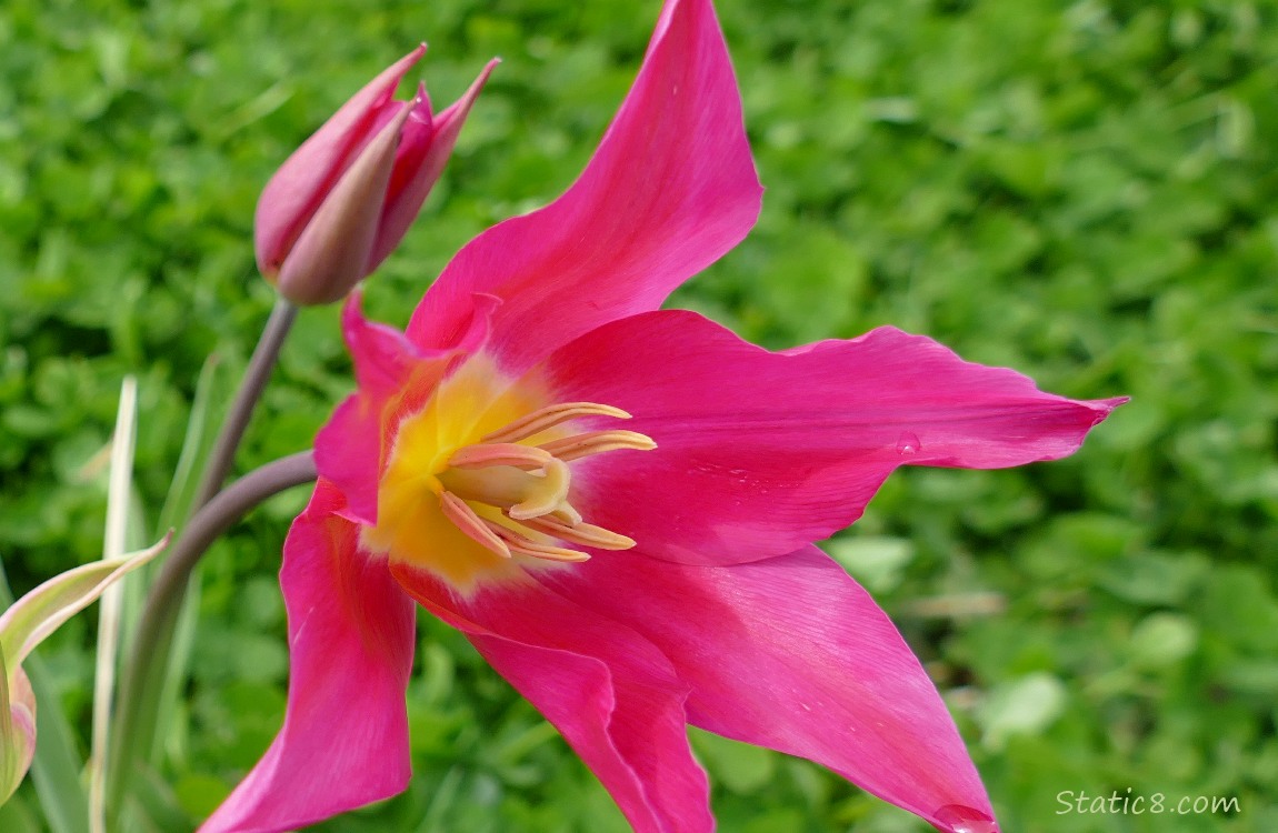 Hot pink Tulip bloom