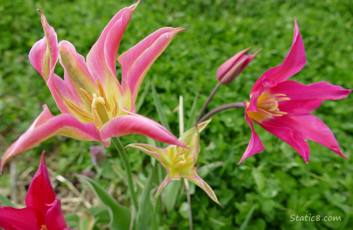 Pink and hot pink tulip blooms
