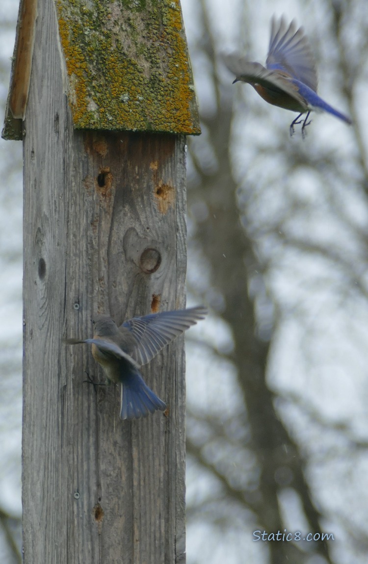 Bluebirds fluttering around a bat house