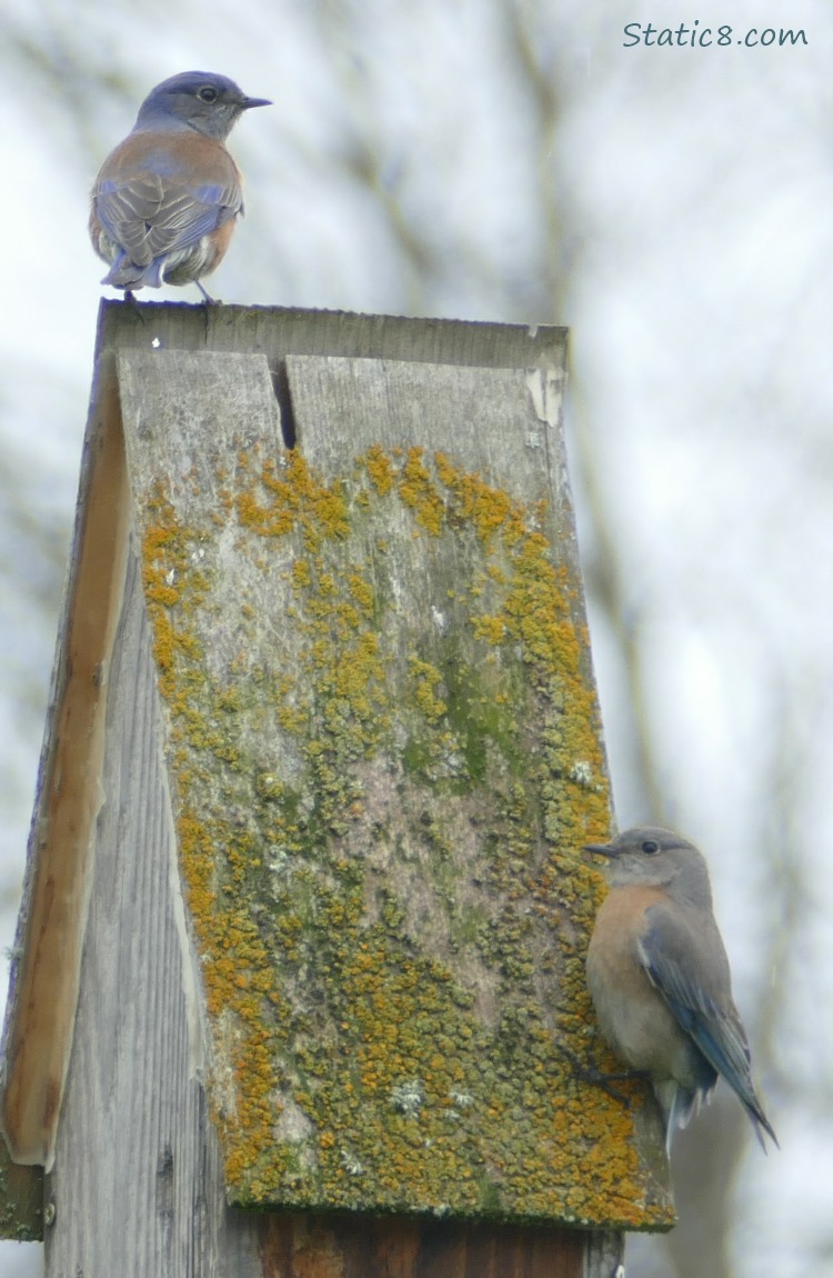 Pair of Bluebirds perched on a bat house