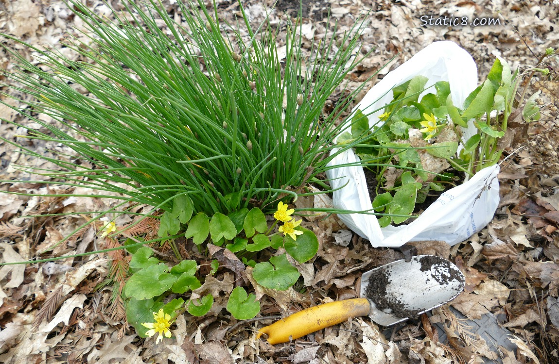 Lesser Celandine blooming next to some Chives, with a white trash bag of plants