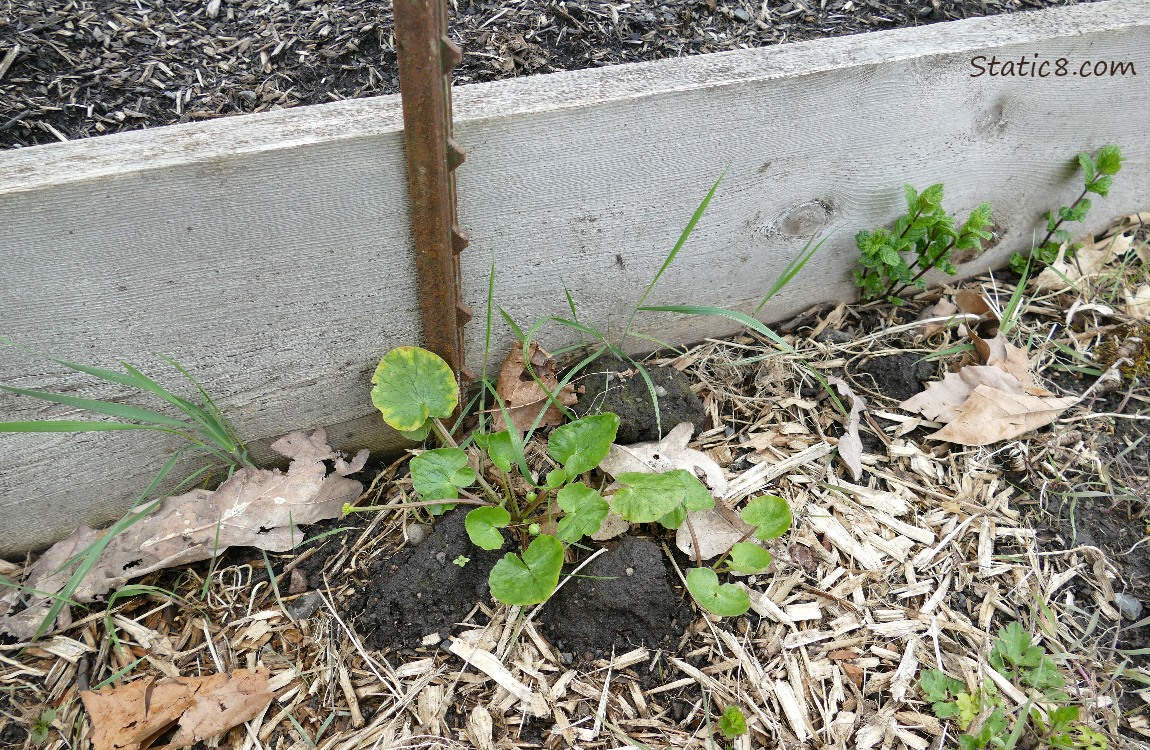 Lesser Celandine growing outside a raised bed