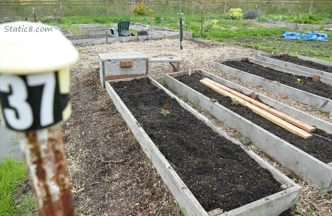 Raised beds in a garden