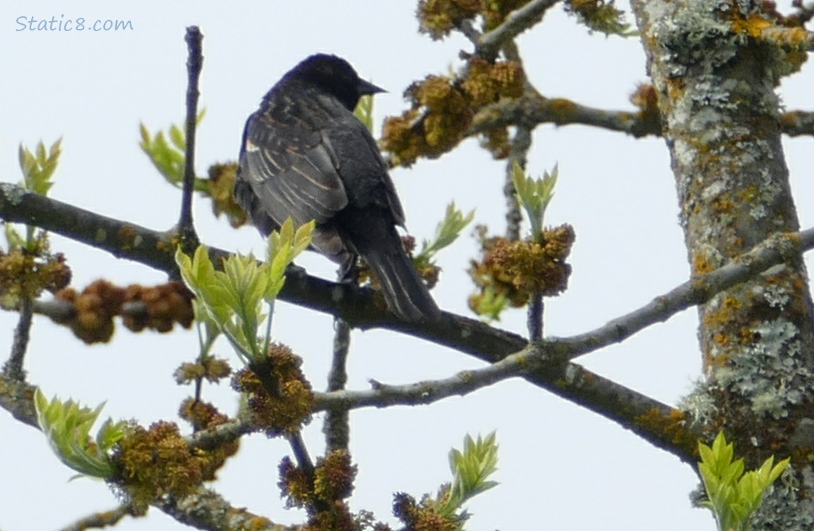 Red Wing Blackbird in a tree with budding leaves