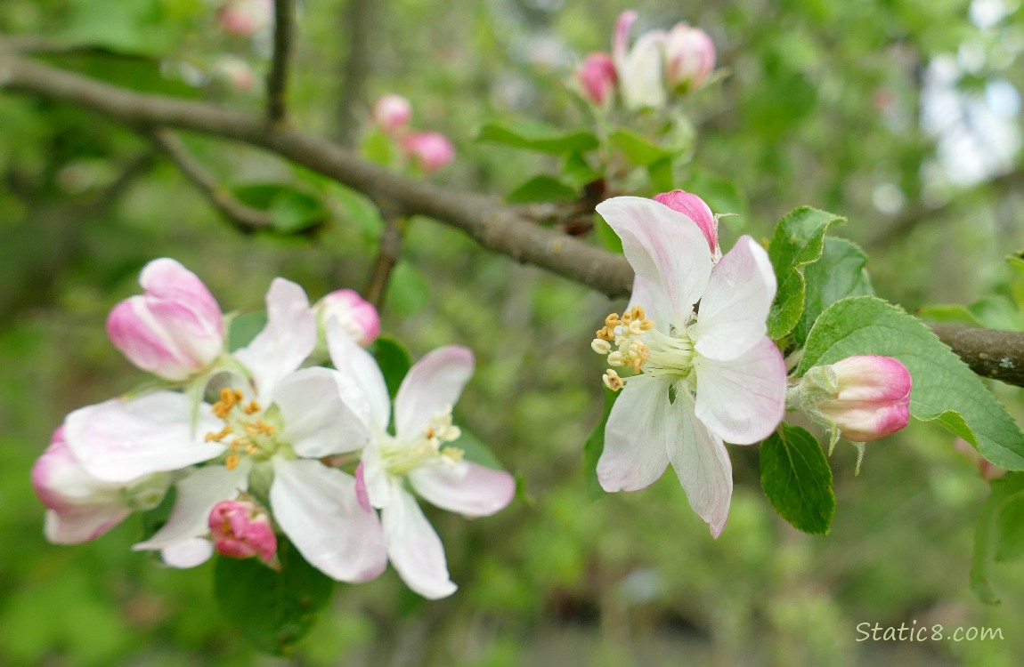 Apple Blossoms