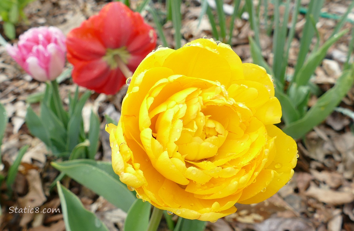 Yellow Peony bloom with red and pink flowers behind it