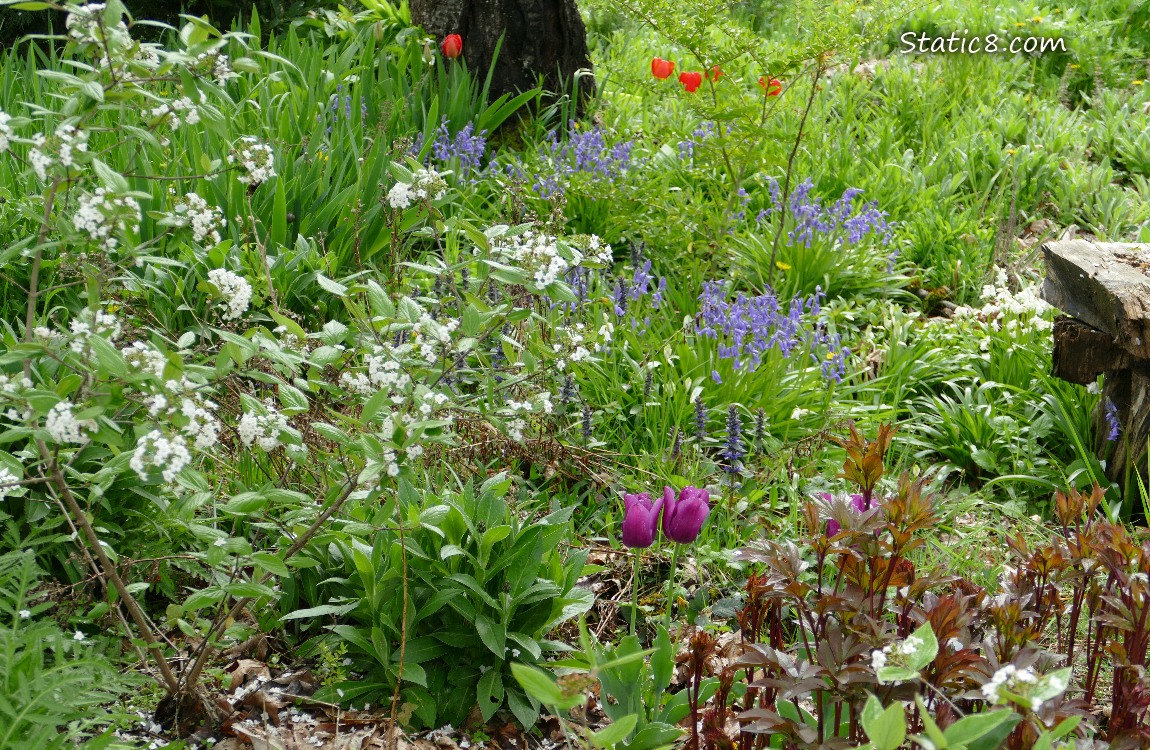 Flowers blooming in a yard