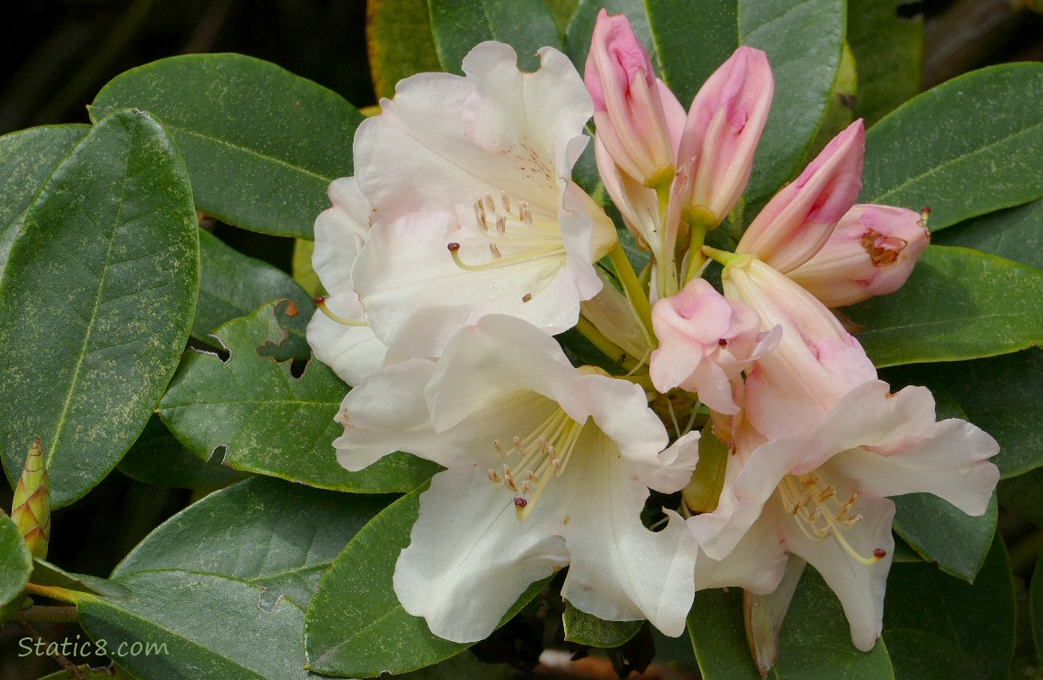 White Rhododendron blooms
