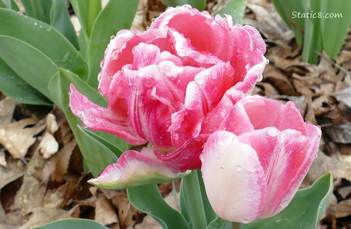 Pink Tulips blooming with green leaves