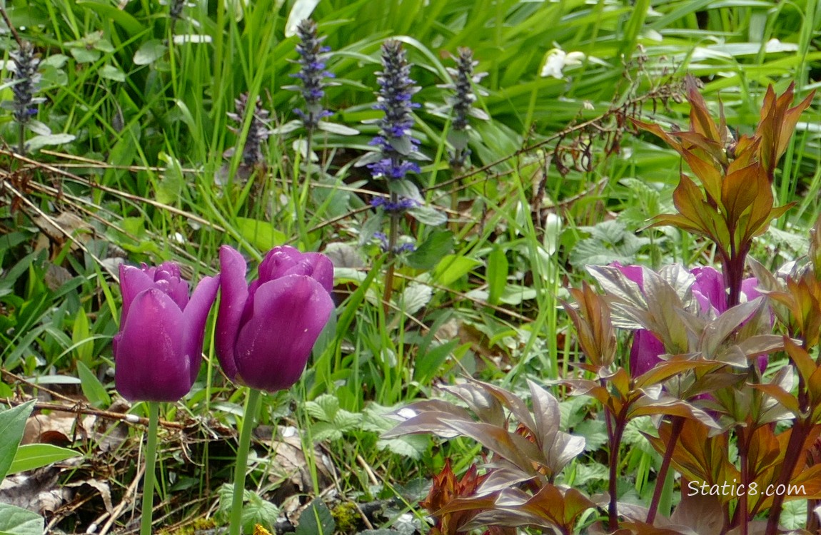 Heal All and Tulip Blooms with other plants