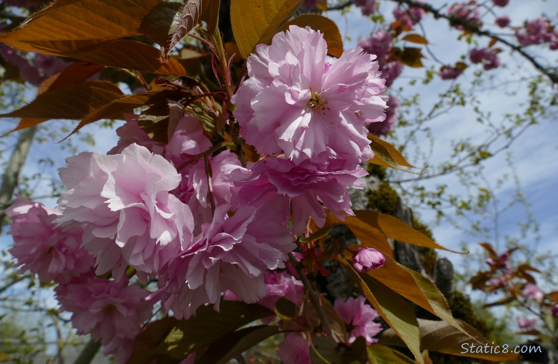 Pink, double petal Cherry Blossoms with leaves and sky