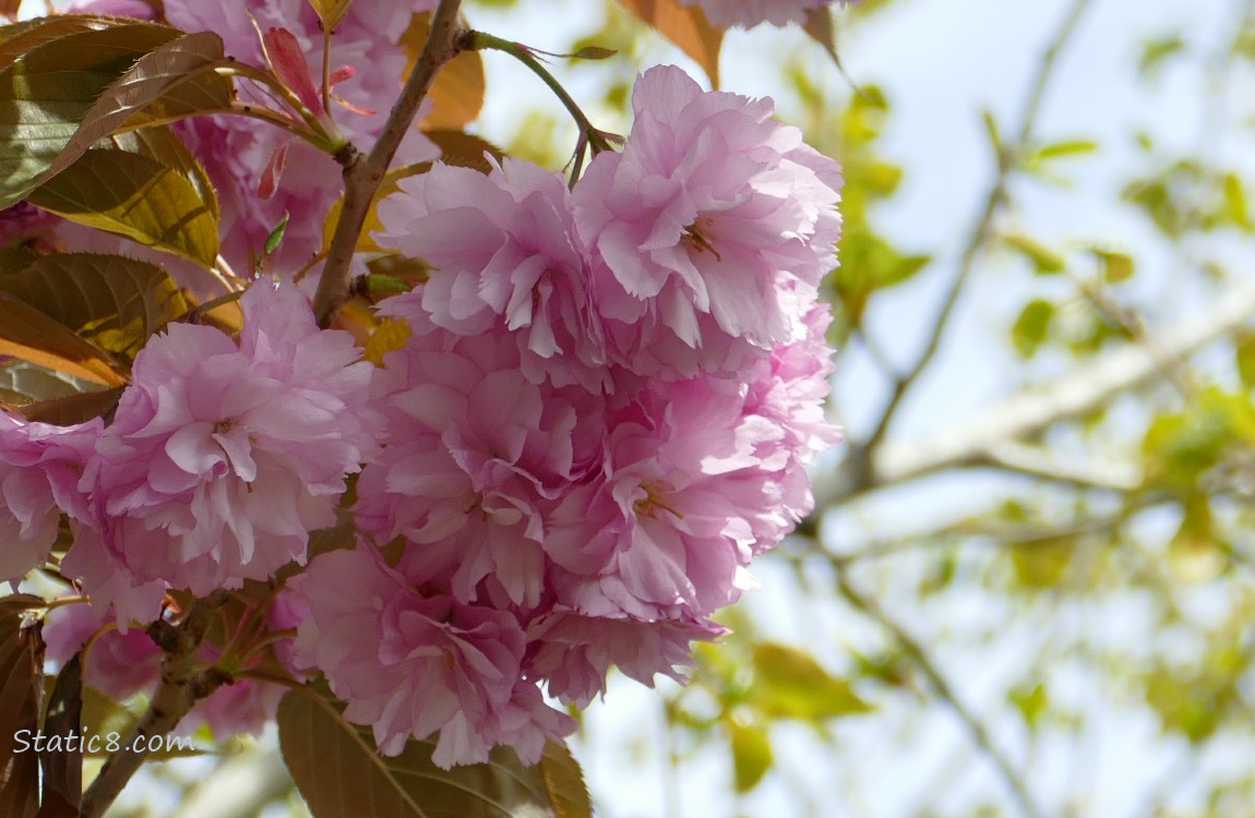 Pink, double petal Cherry blossoms