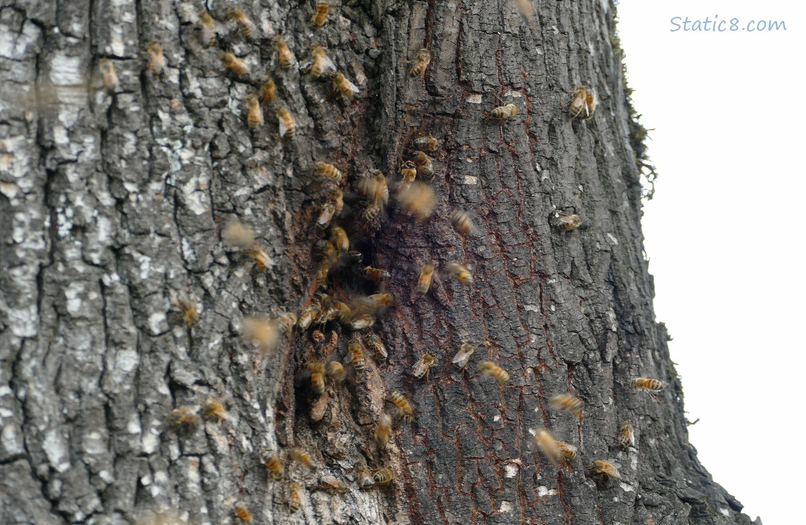 Honey Bees swarming in a hole in a tree