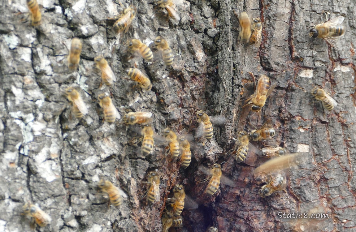 Honey Bees walking and flying in and out of a hole in a tree trunk