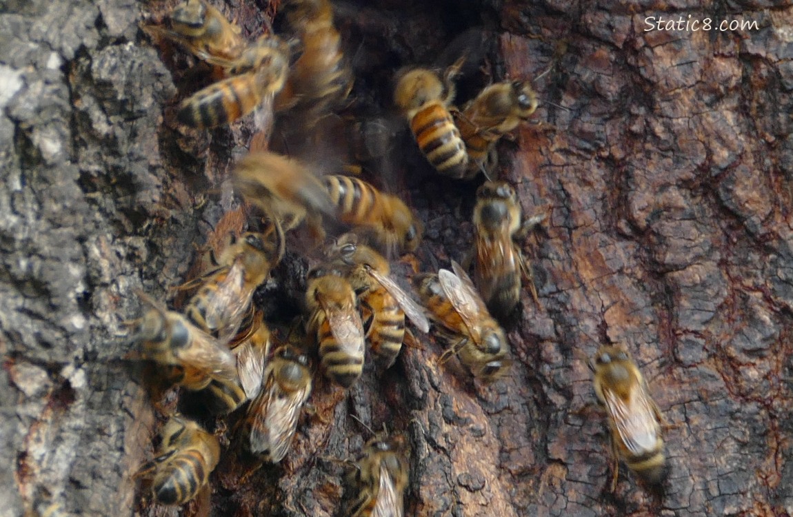 Honey Bees walking and flying in and out of a hole in a tree trunk