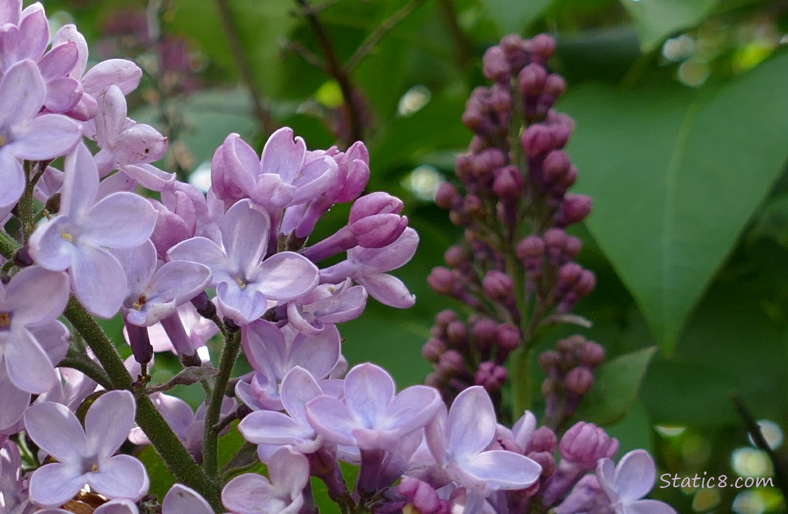Pink Lilac blooms