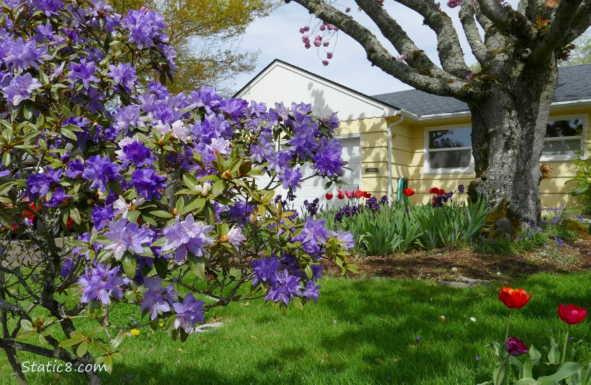 Purple Rhododendron bush blooming outside a yellow house