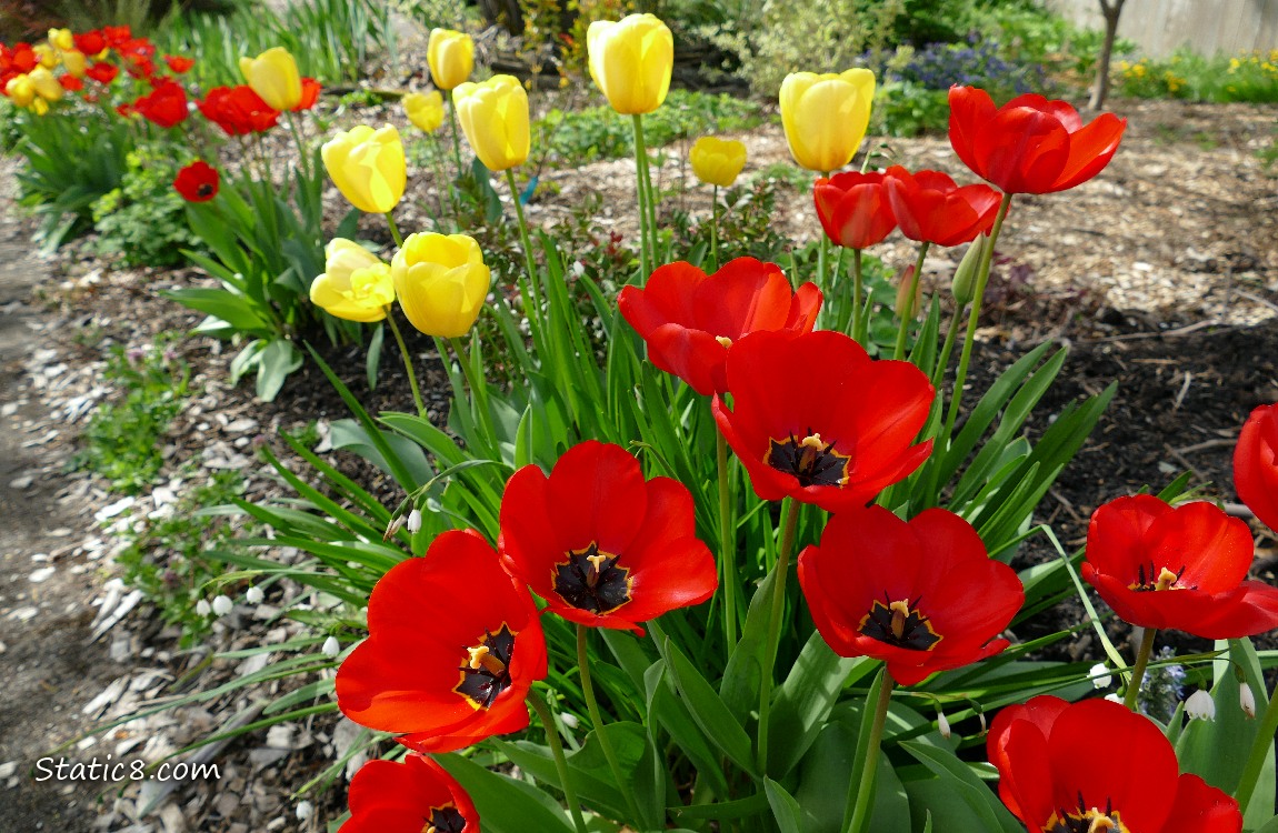 Red Tulip blooms with yellow Tulips