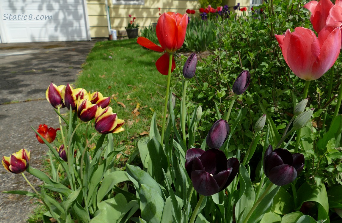Tulips blooming in a flower bed in front of a yellow house